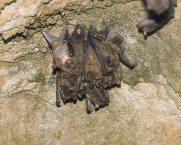 neotropical fruit bat, May 25, 2009