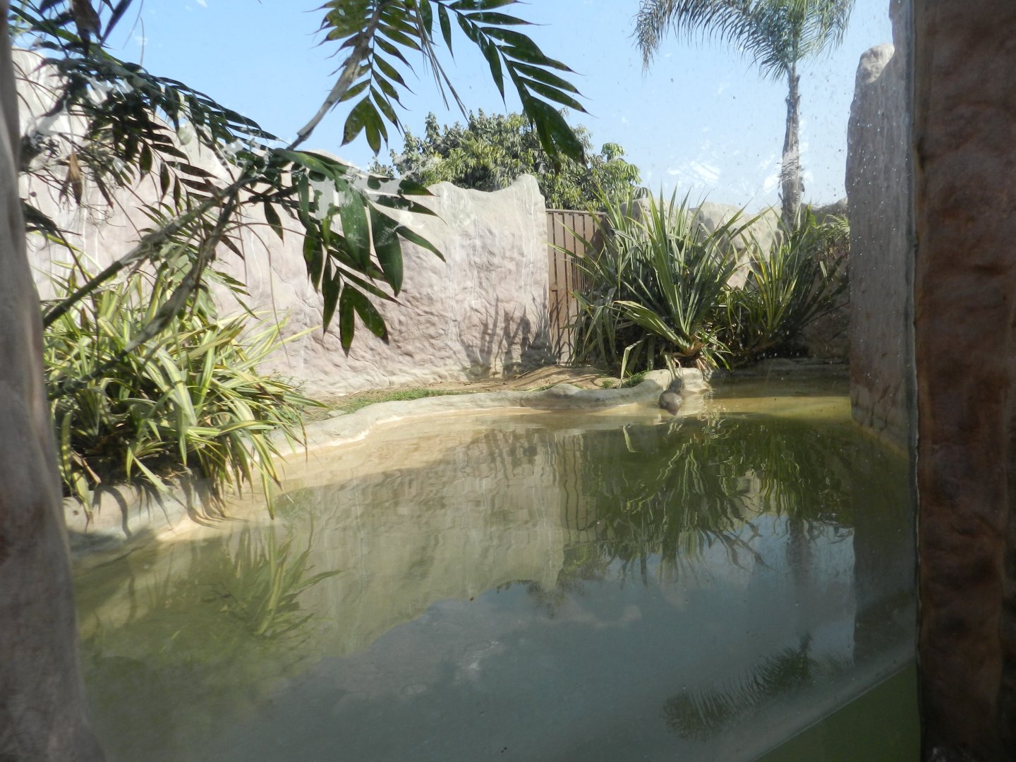 Neotropical otter exhibit - Parque Zoológico Huachipa