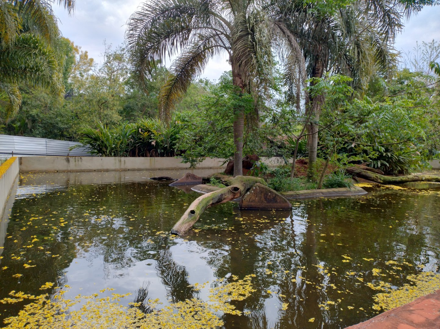 Neotropical otter exhibit - RBBV (ZRRL)