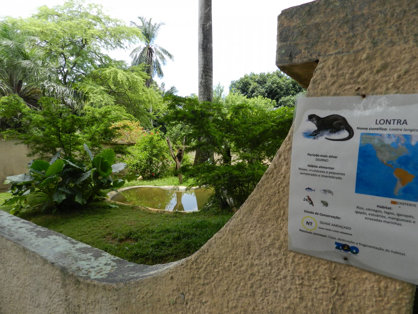 Neotropical otter exhibit - Salvador zoo (PZGV)