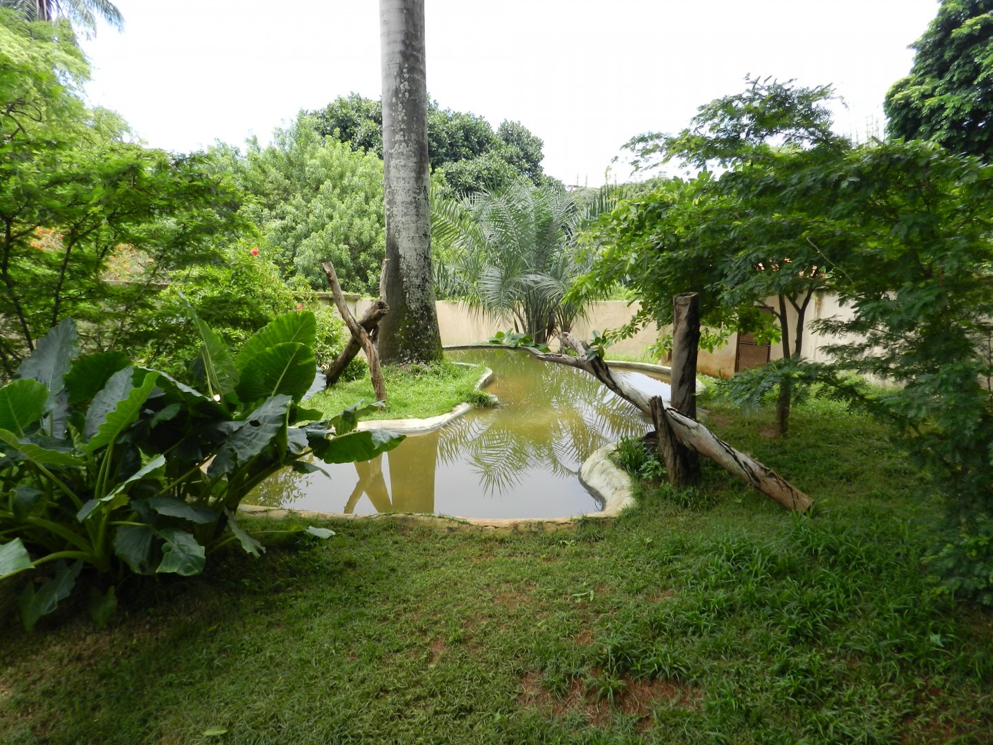 Neotropical otter exhibit - Salvador zoo (PZGV)