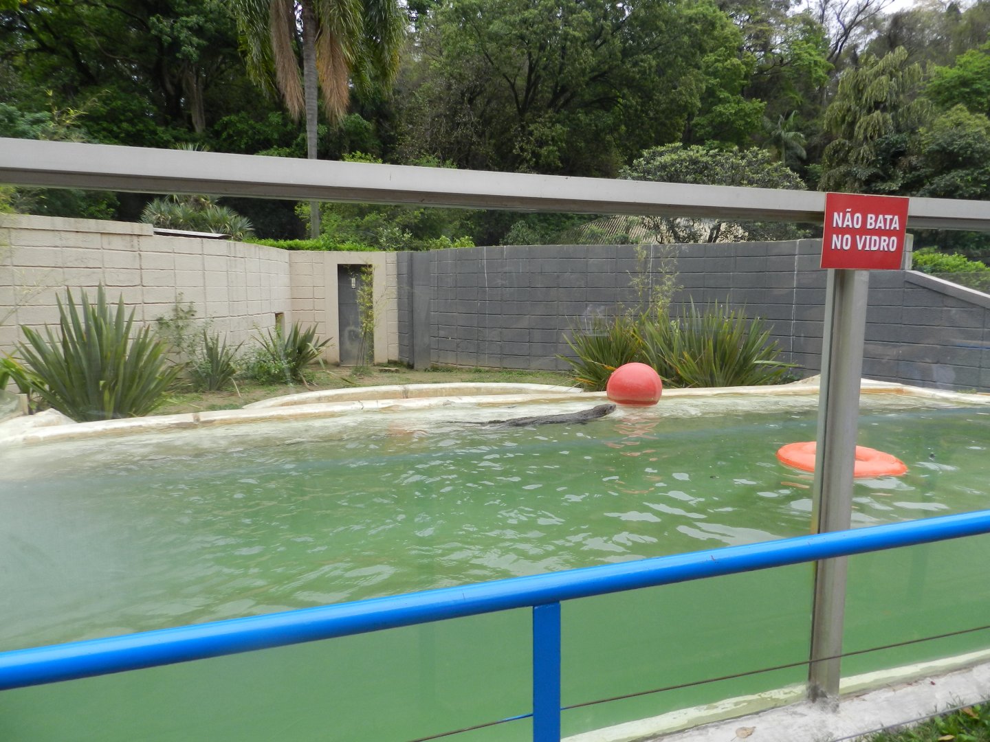 Neotropical otter exhibit - Sorocaba zoo (PZMQB)