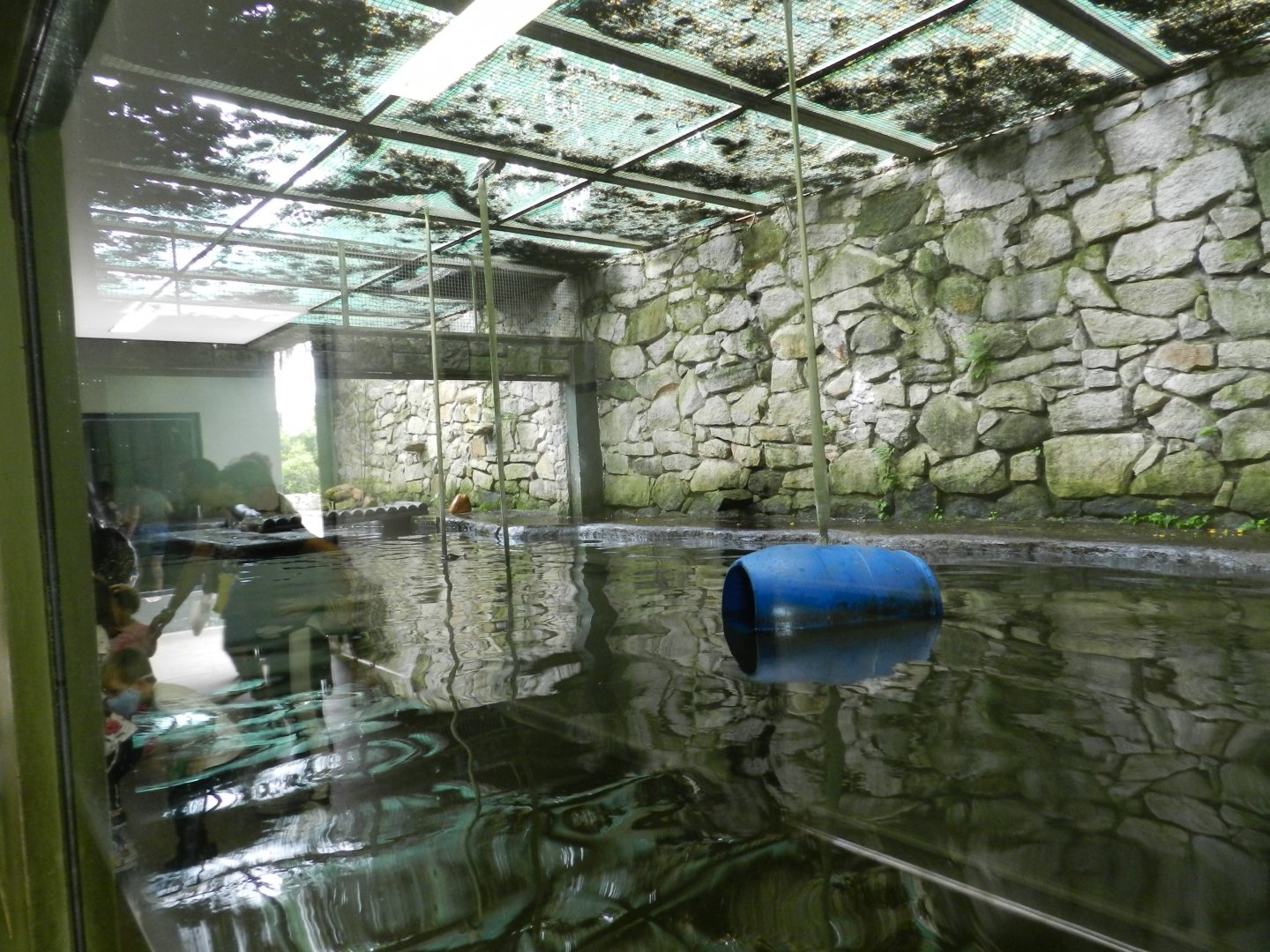 Neotropical otter exhibit - Zoo São Paulo