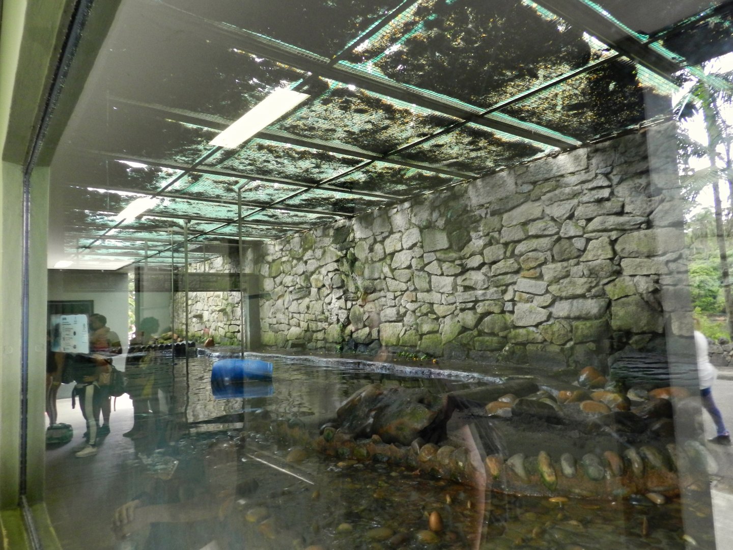 Neotropical otter exhibit - Zoo São Paulo