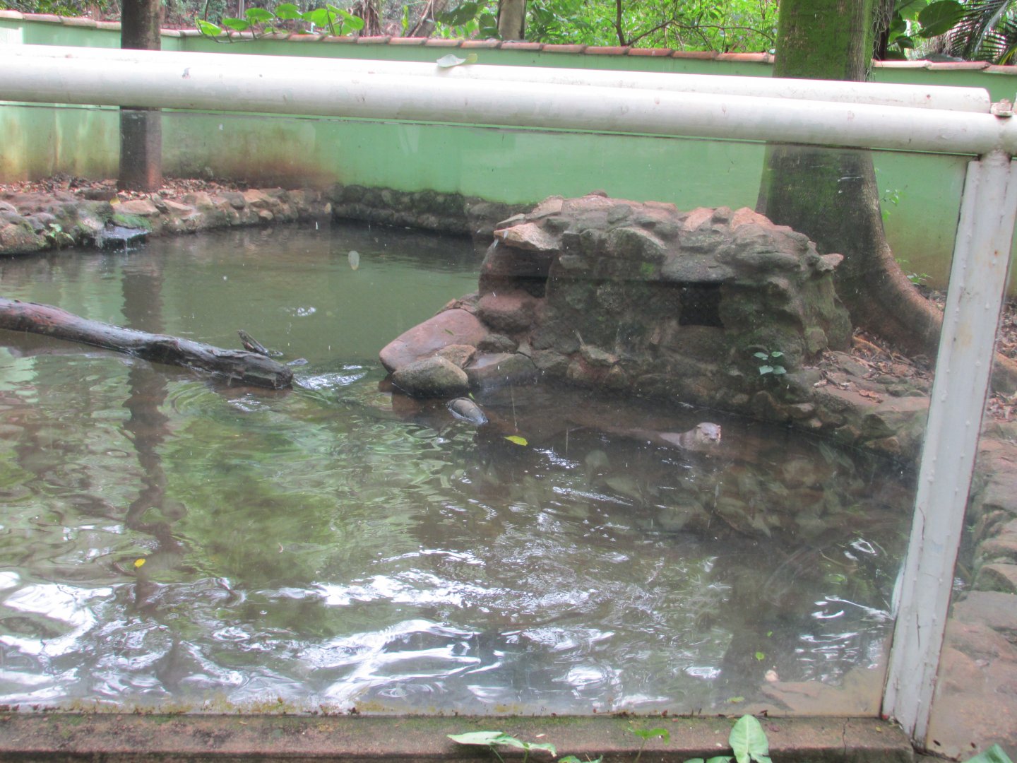 neotropical otter exhibit