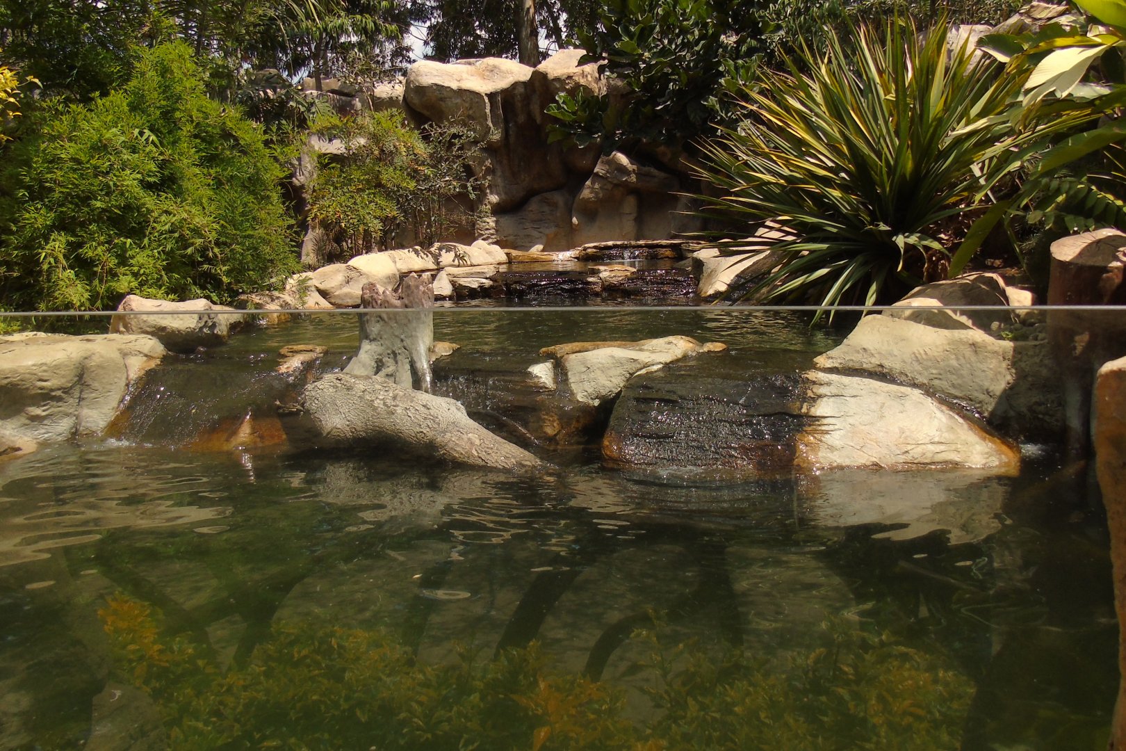 Neotropical otter exhibit
