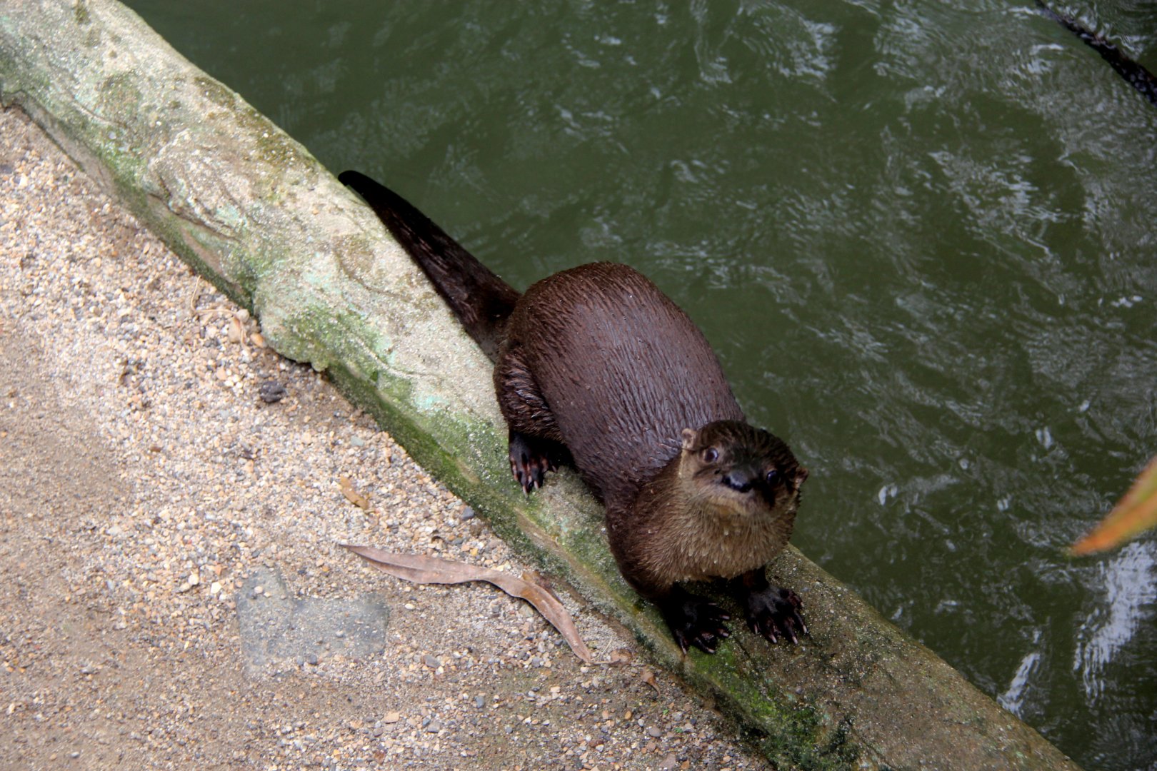 Neotropical Otter (Lontra longicaudis annectens)