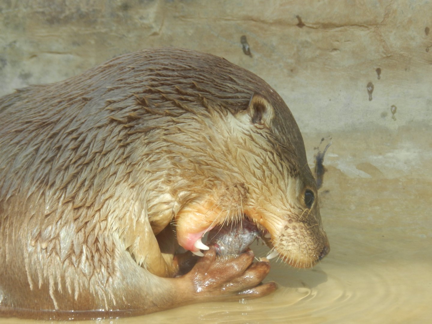 Neotropical otter - Parque Zoológico Huachipa