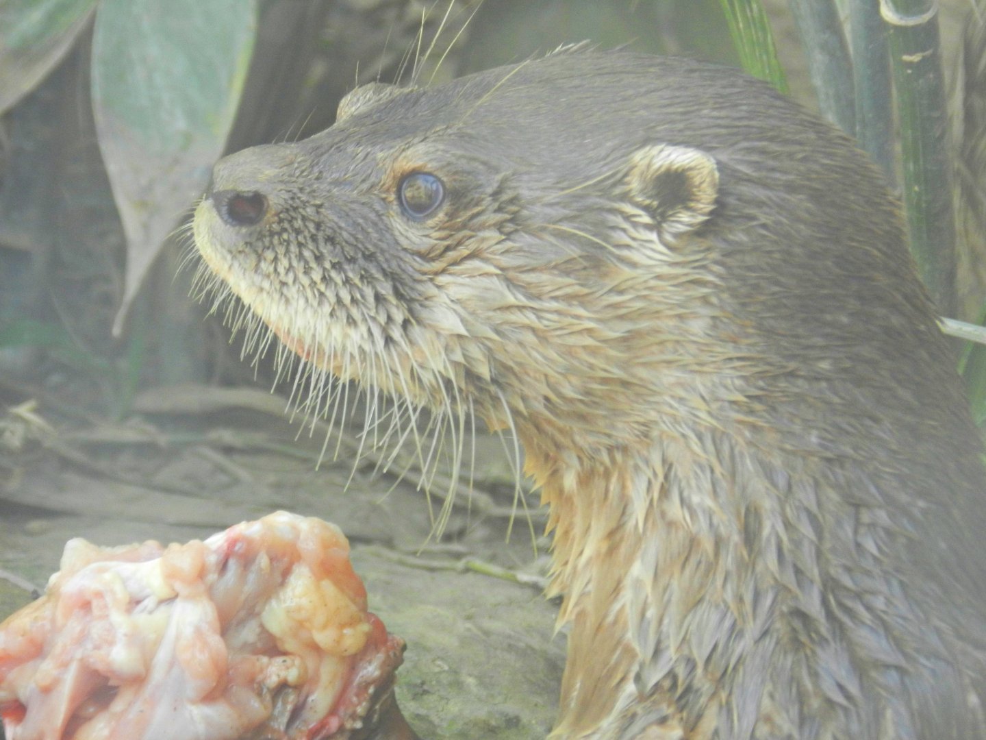 Neotropical otter - Parque Zoológico Huachipa