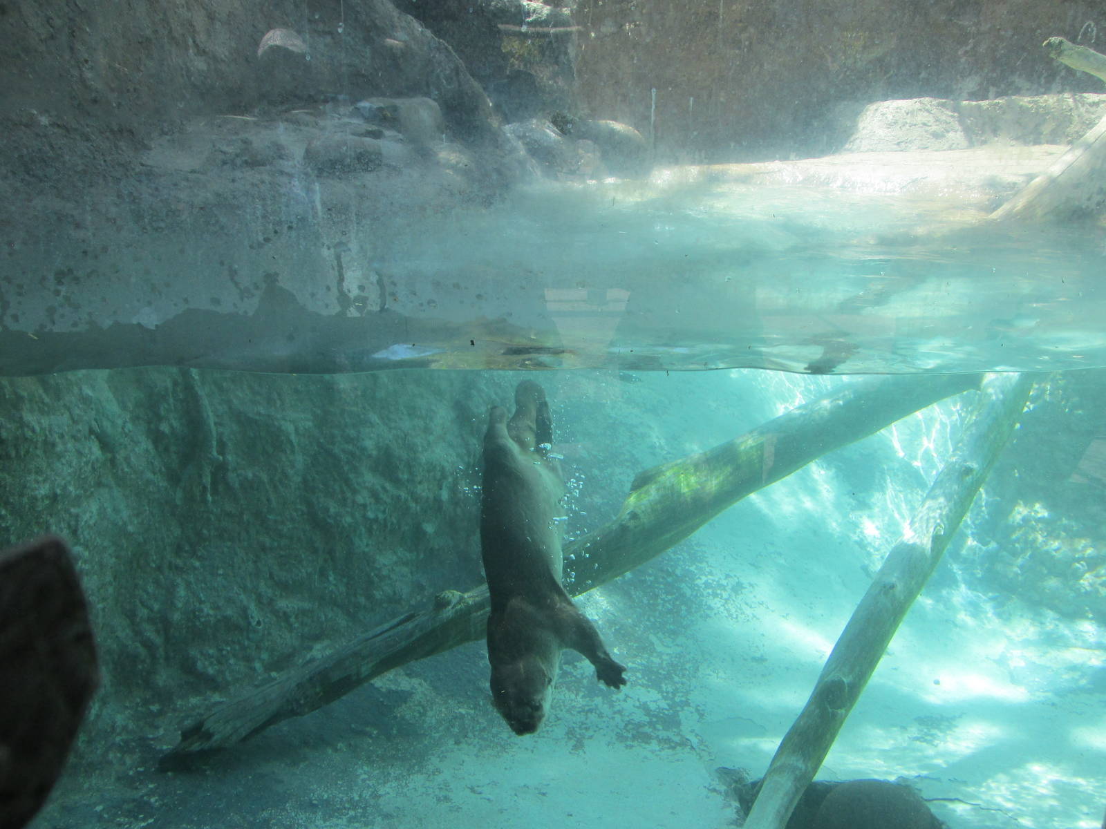 neotropical otter san juan de aragon zoo