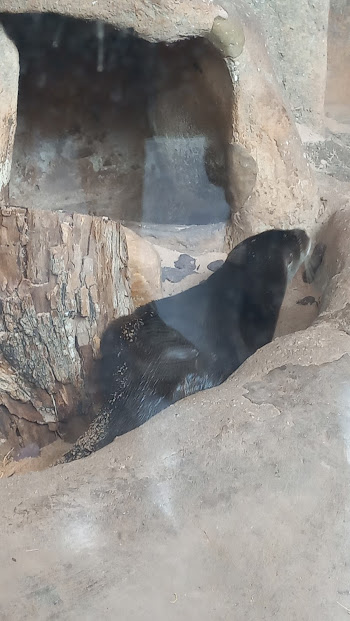 Neotropical otter - São Paulo aquarium