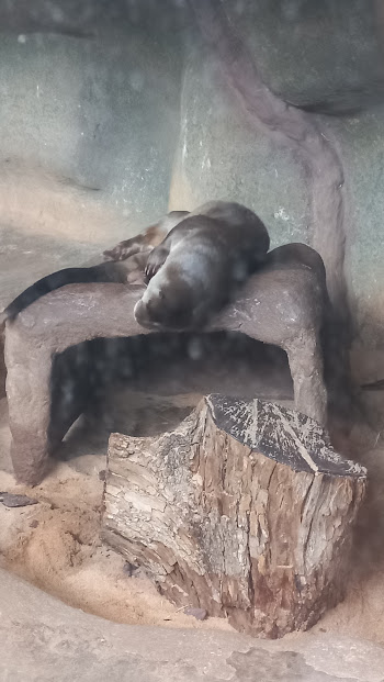 neotropical otter - São Paulo aquarium