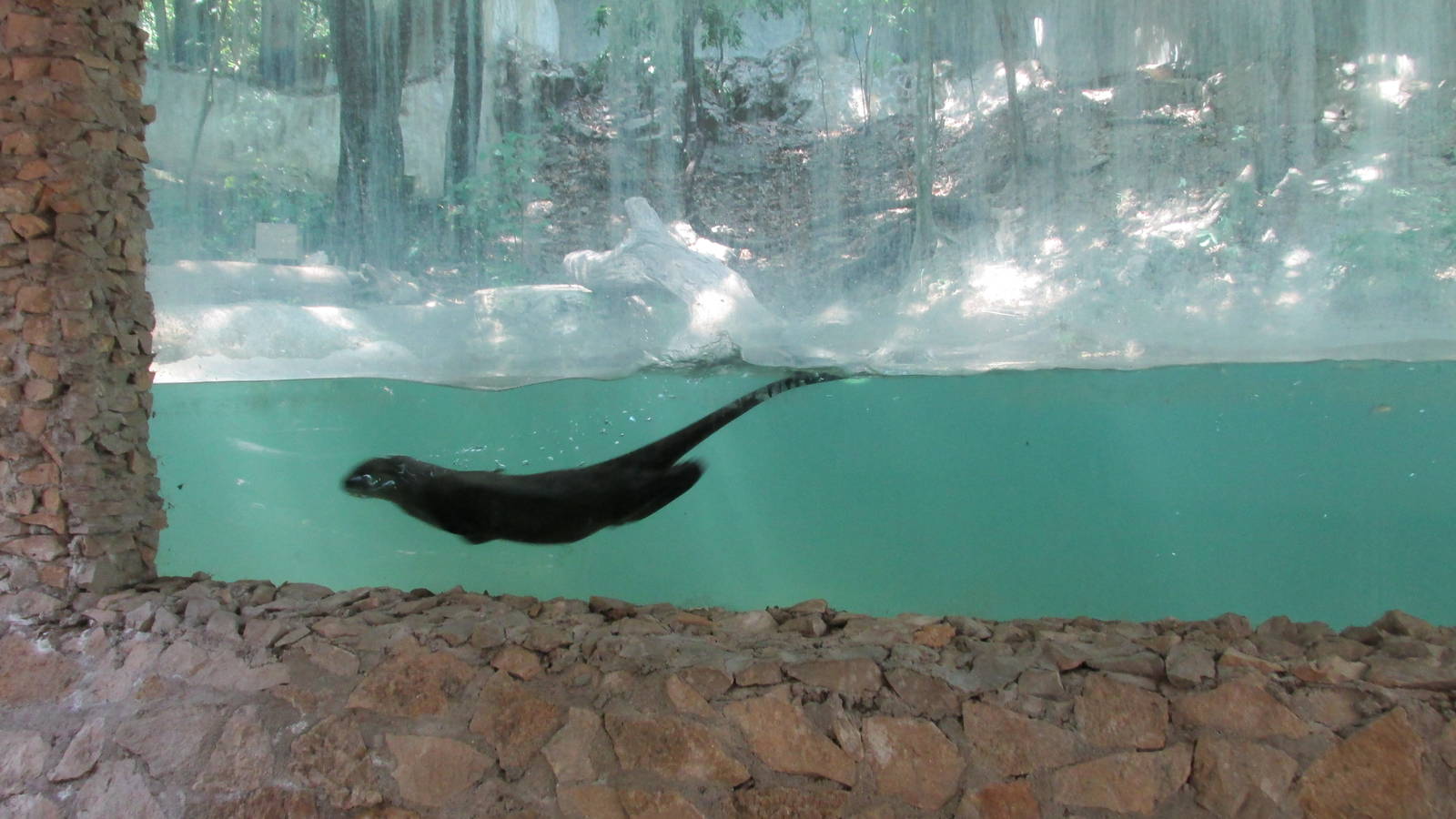 neotropical otter zoomat