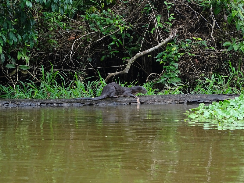 Neotropical otter