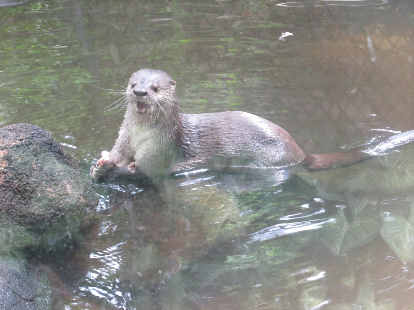 neotropical otter