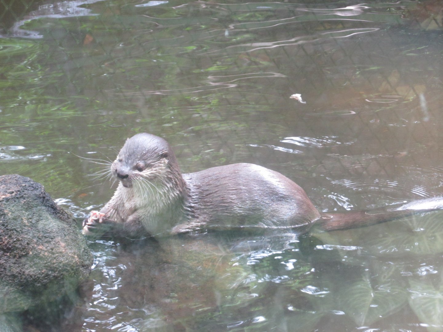 neotropical otter