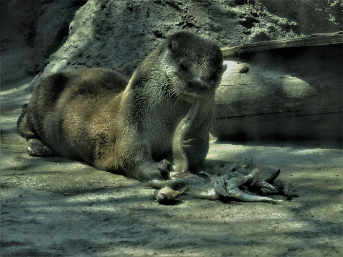 Neotropical otter