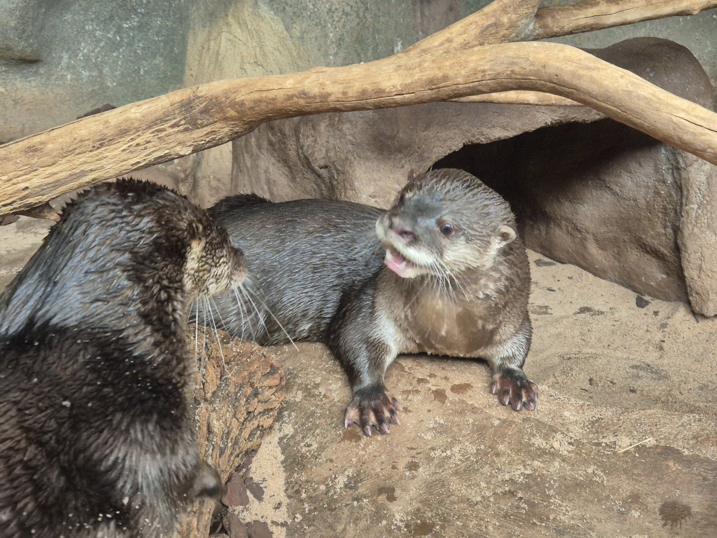 Neotropical Otters