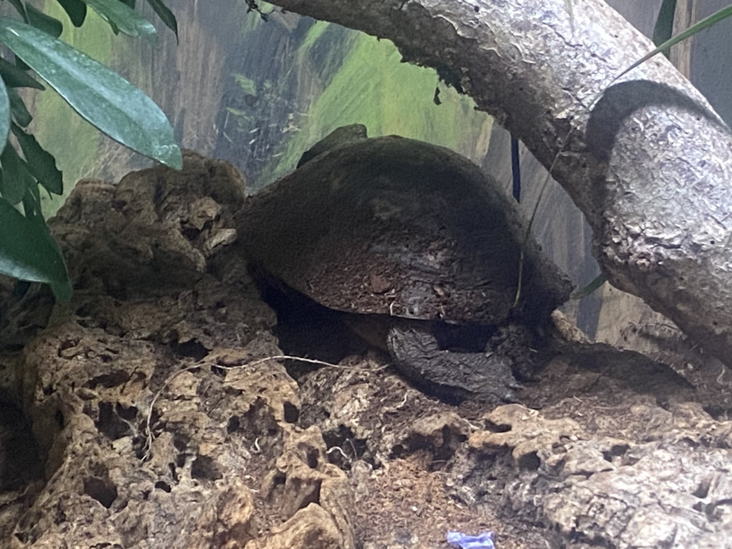 Neotropical painted wood turtle - IOW Reptilarium 150923