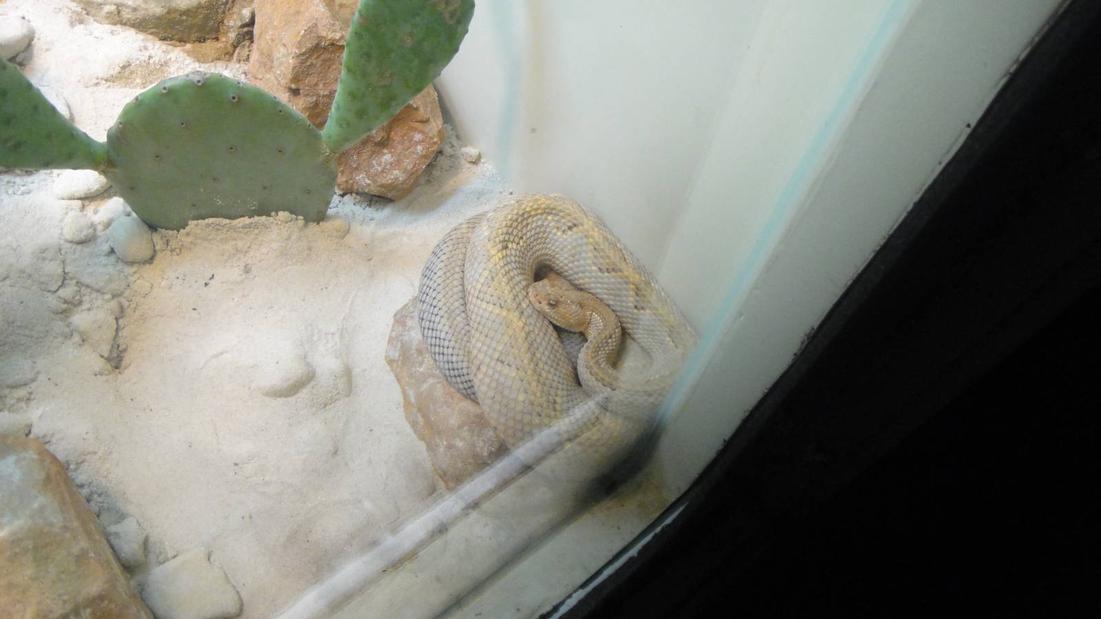 Neotropical Rattlesnake at Dallas zoo 2015-03-12