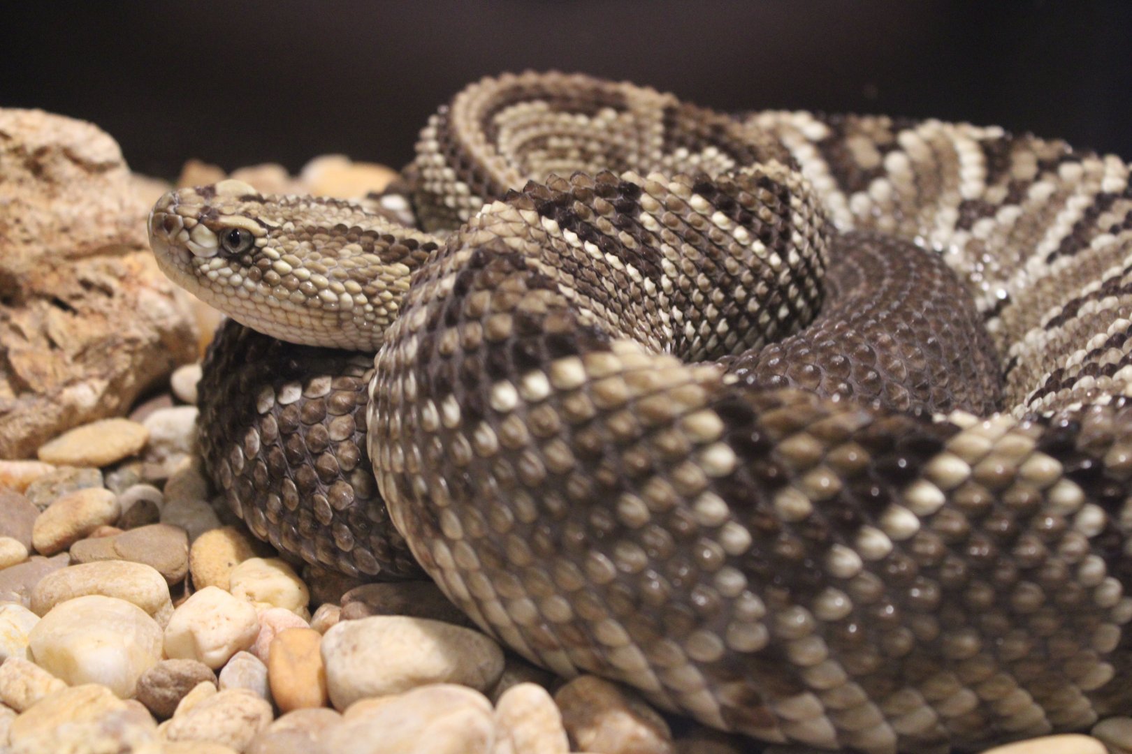 Neotropical Rattlesnake (Crotalus durissus)