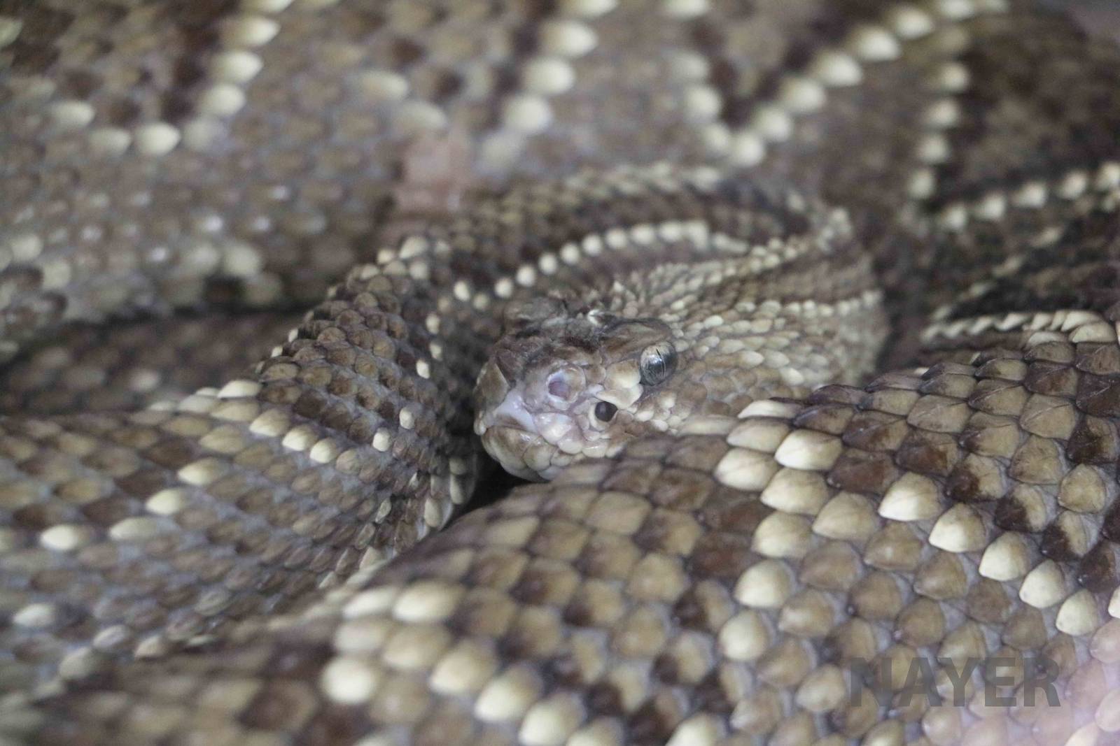 Neotropical rattlesnake, March 2016