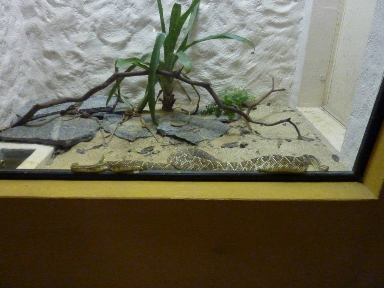 Neotropical rattlesnake