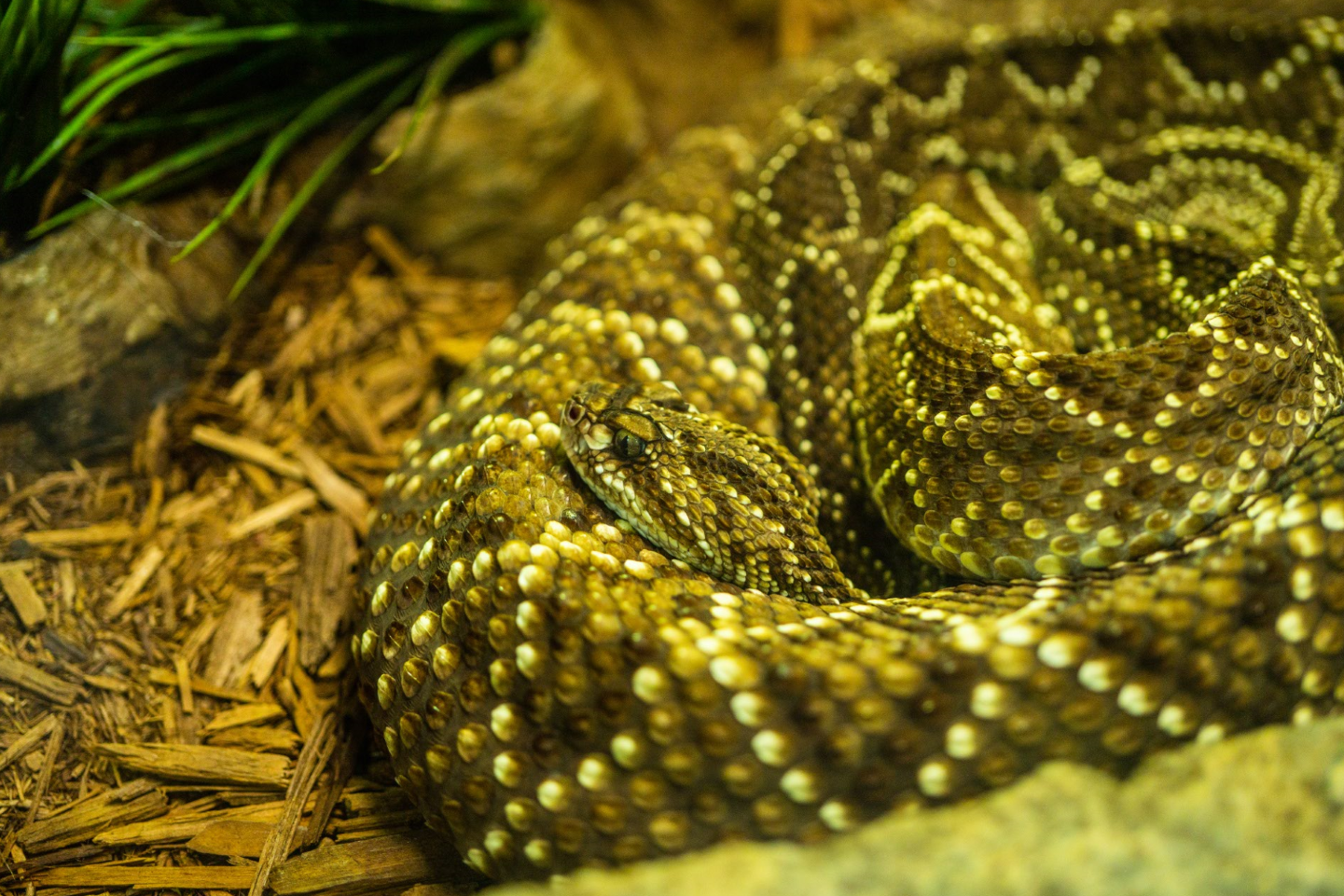 Neotropical Rattlesnake