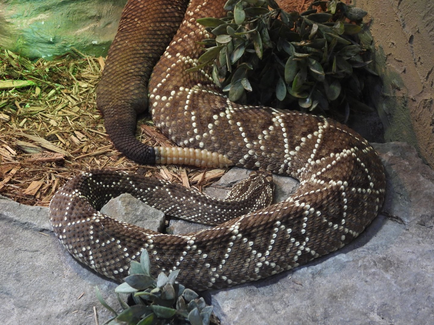 Neotropical rattlesnake