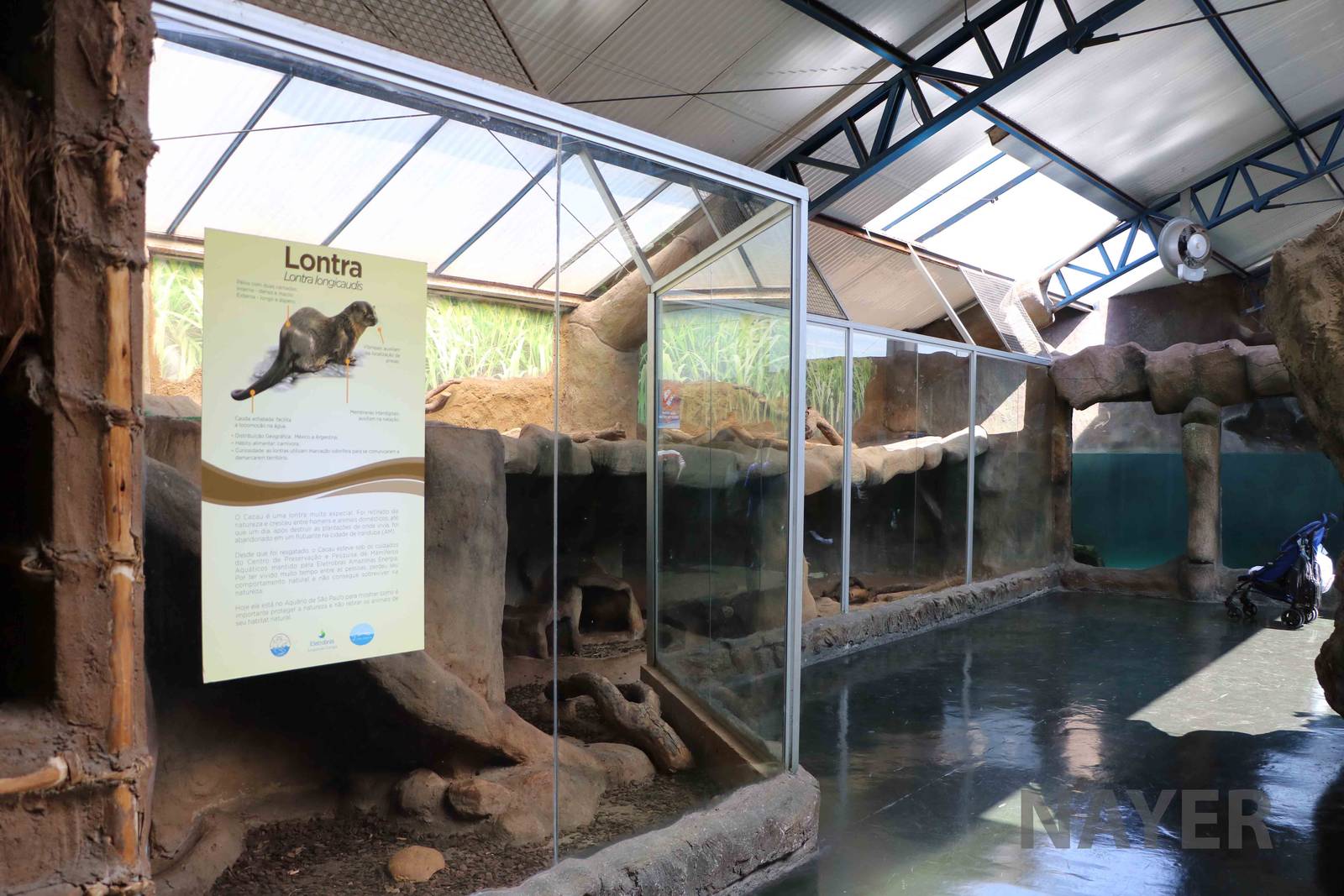 Neotropical river otter enclosure, April 2016