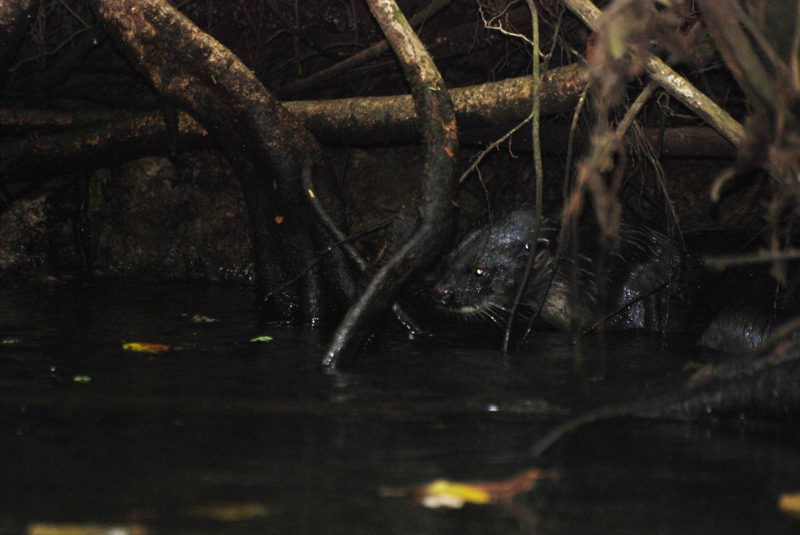 Neotropical River Otter in Tortuguero, 15/04/14