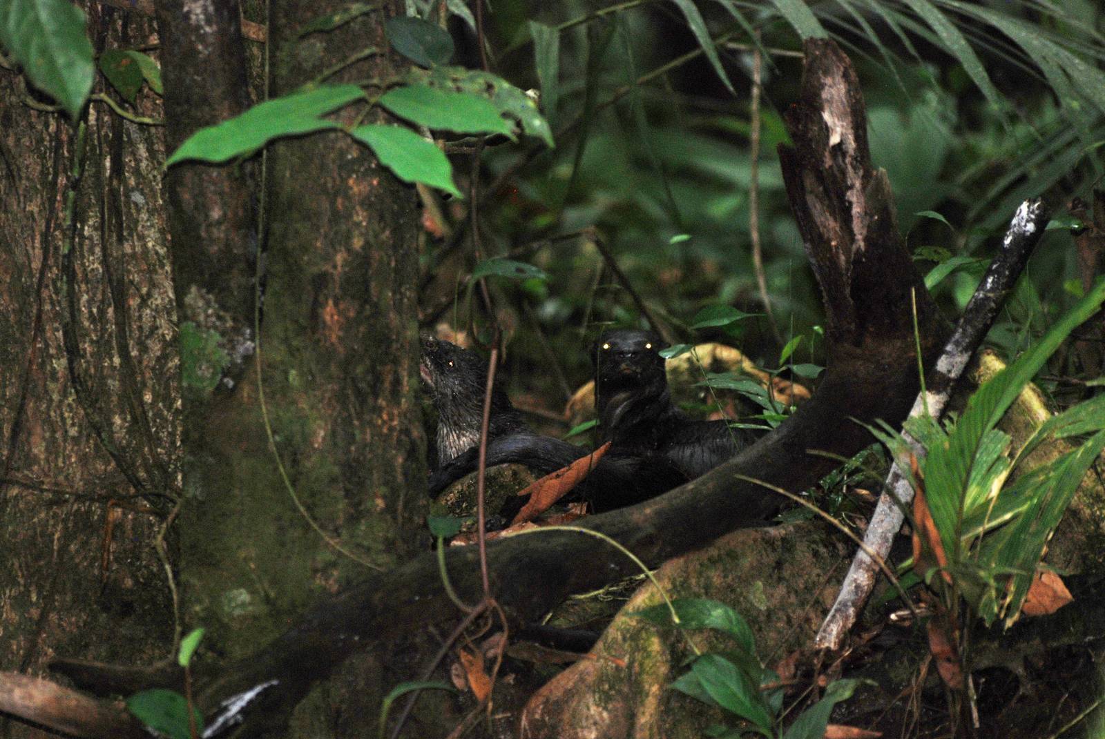 Neotropical River Otter in Tortuguero, 15/04/14