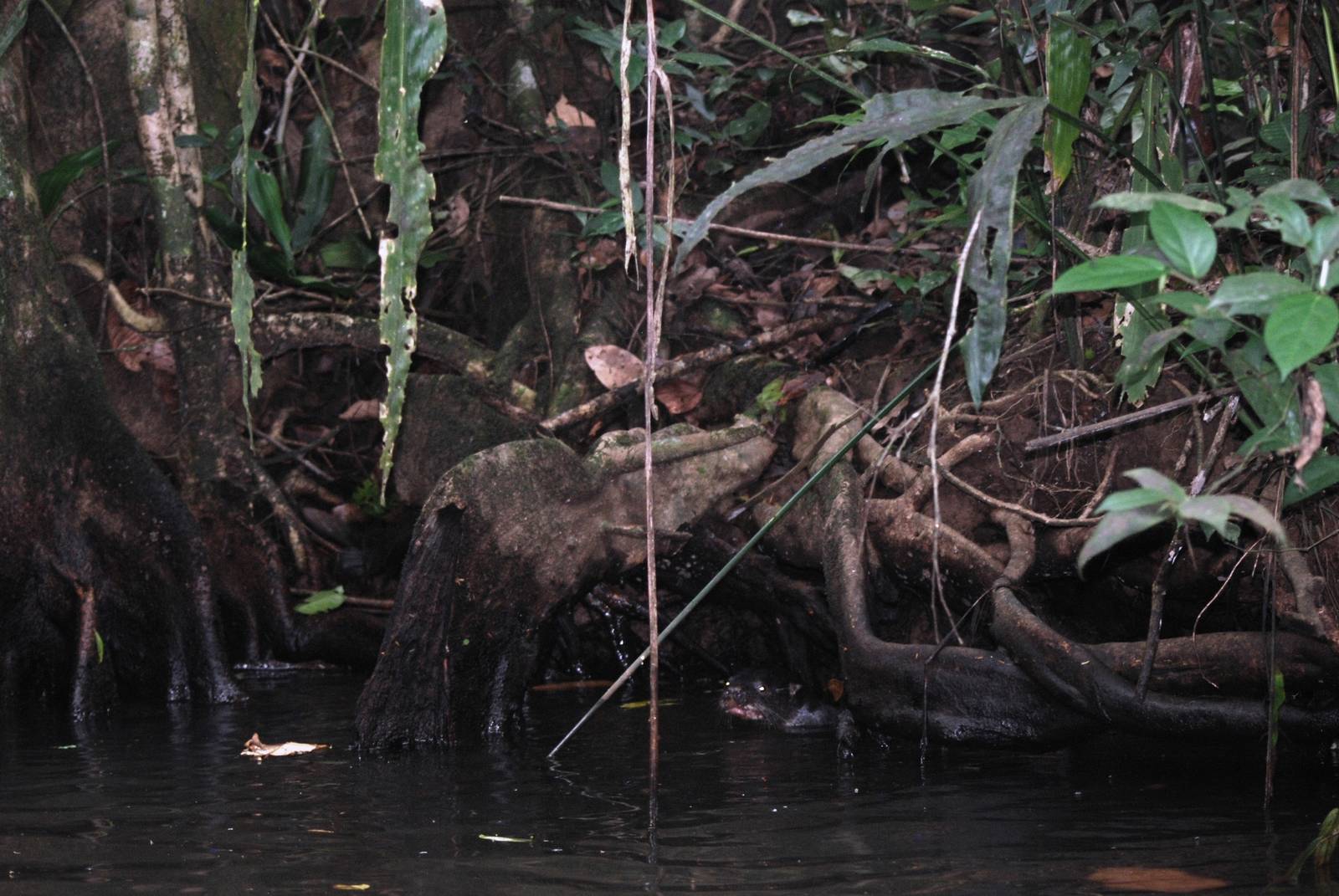 Neotropical River Otter in Tortuguero, 15/04/14