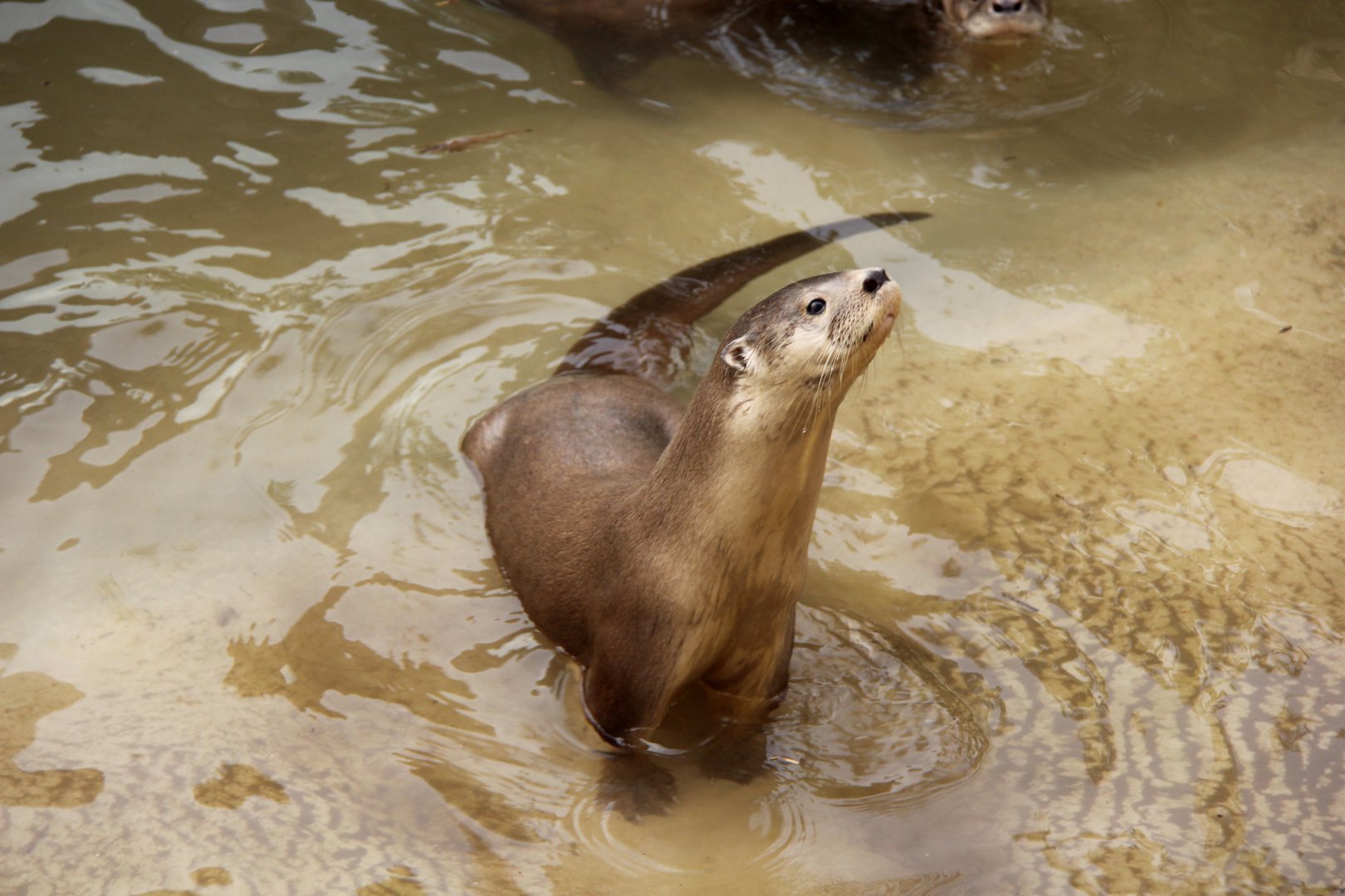 neotropical river otter (Lontra longicaudis)