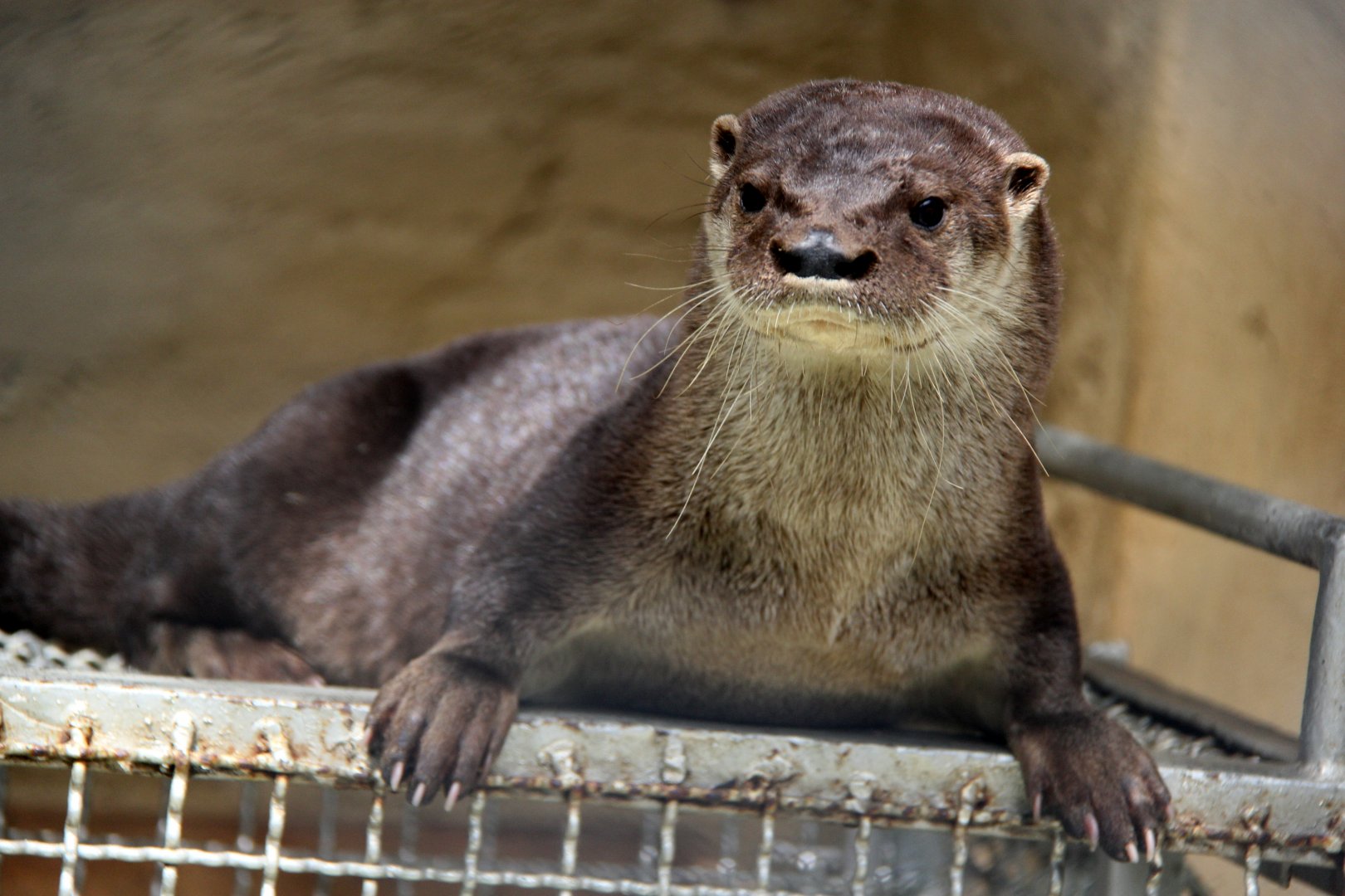 neotropical river otter (Lontra longicaudis)