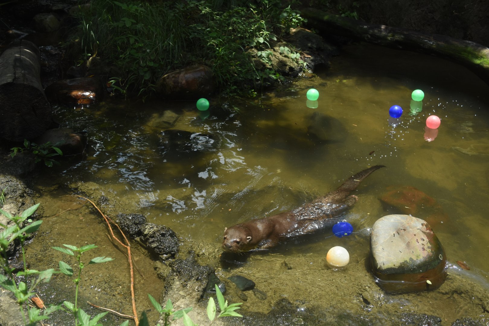 Neotropical river otter (Lontra longicaudis)