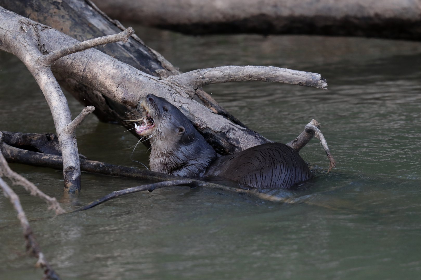 neotropical river otter (Lontra longicaudis)
