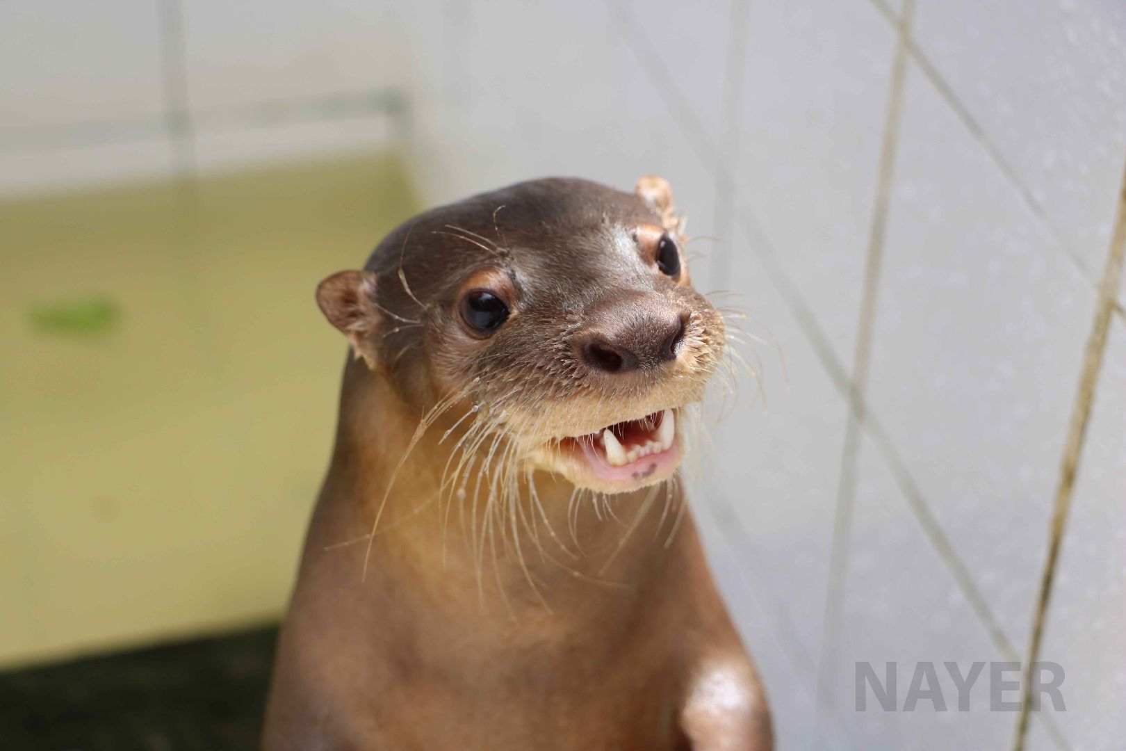 Neotropical river otter, May 2016
