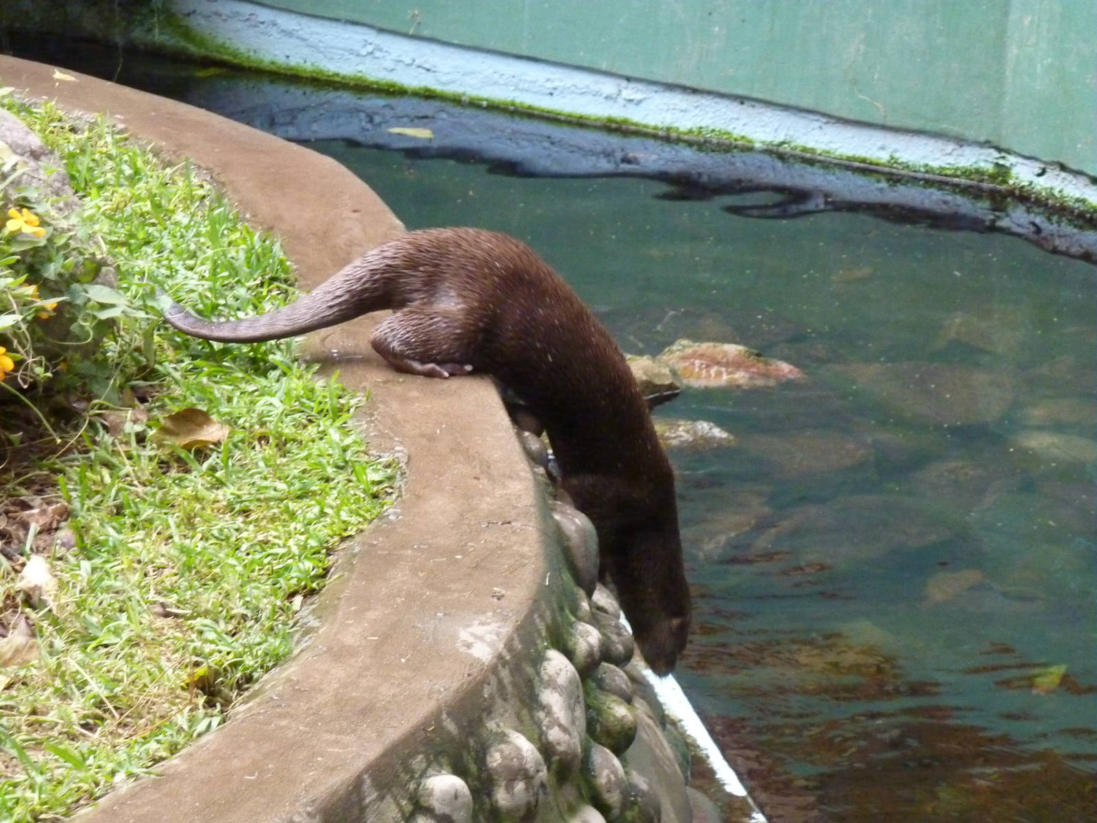 Neotropical River Otter
