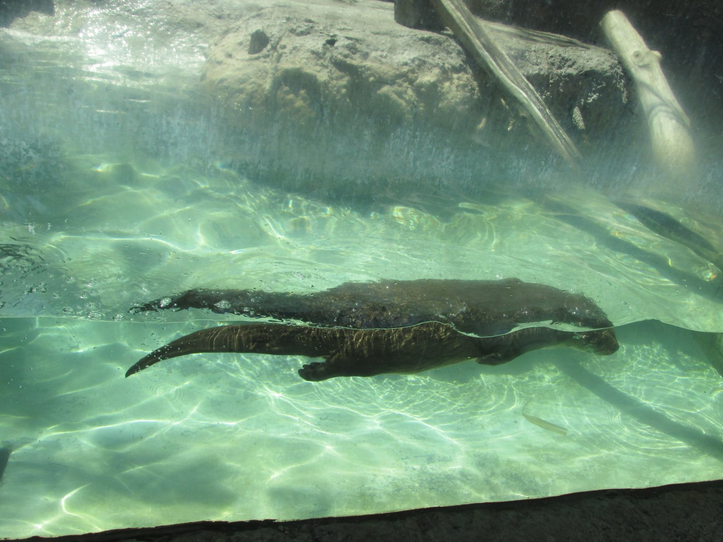 neotropical river otter