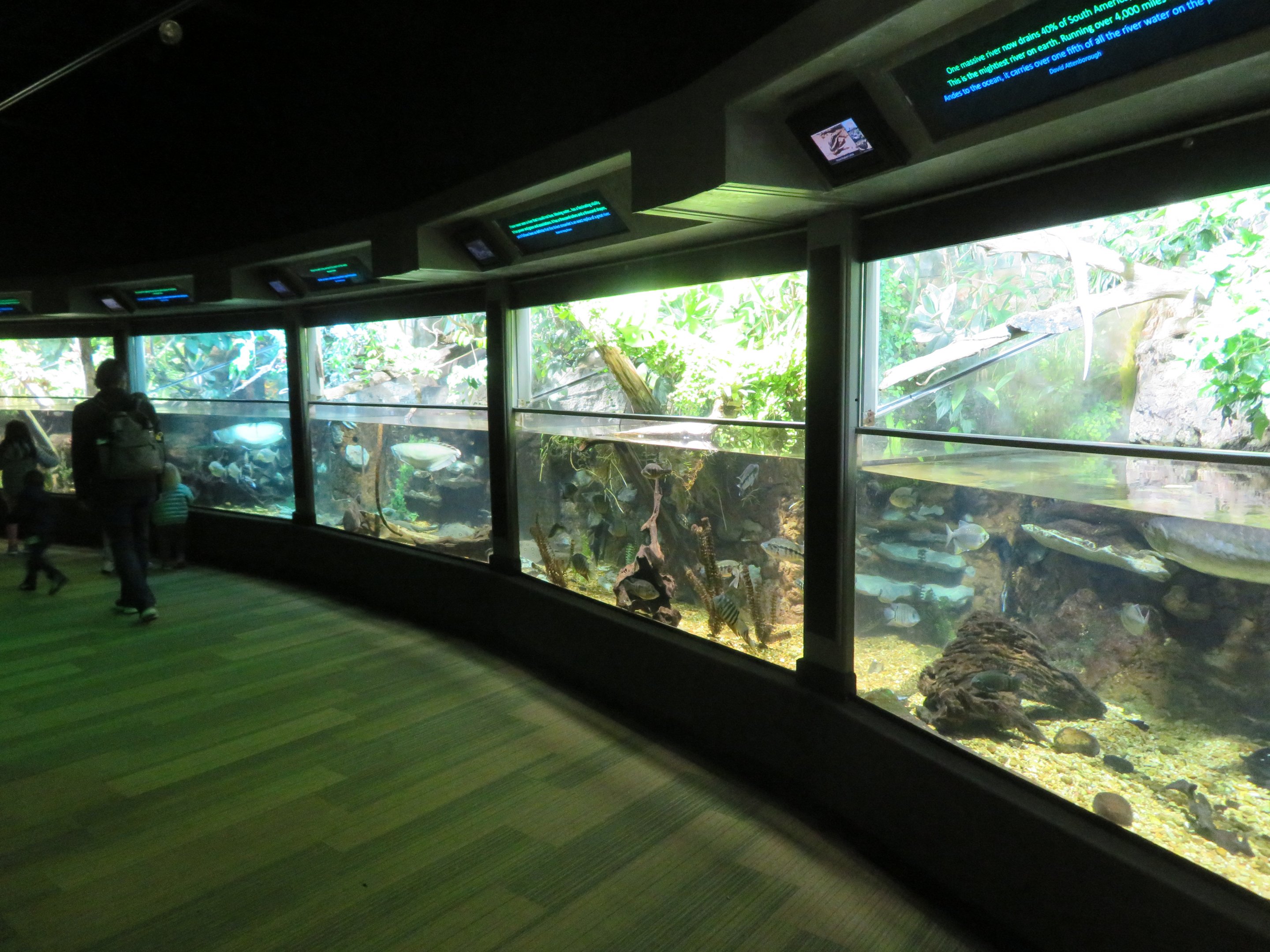 Neotropical Tanks