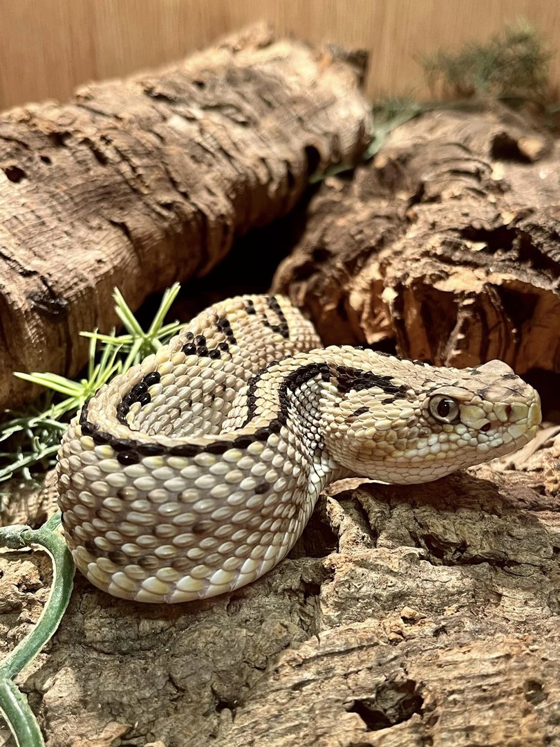 Neotropical Viper