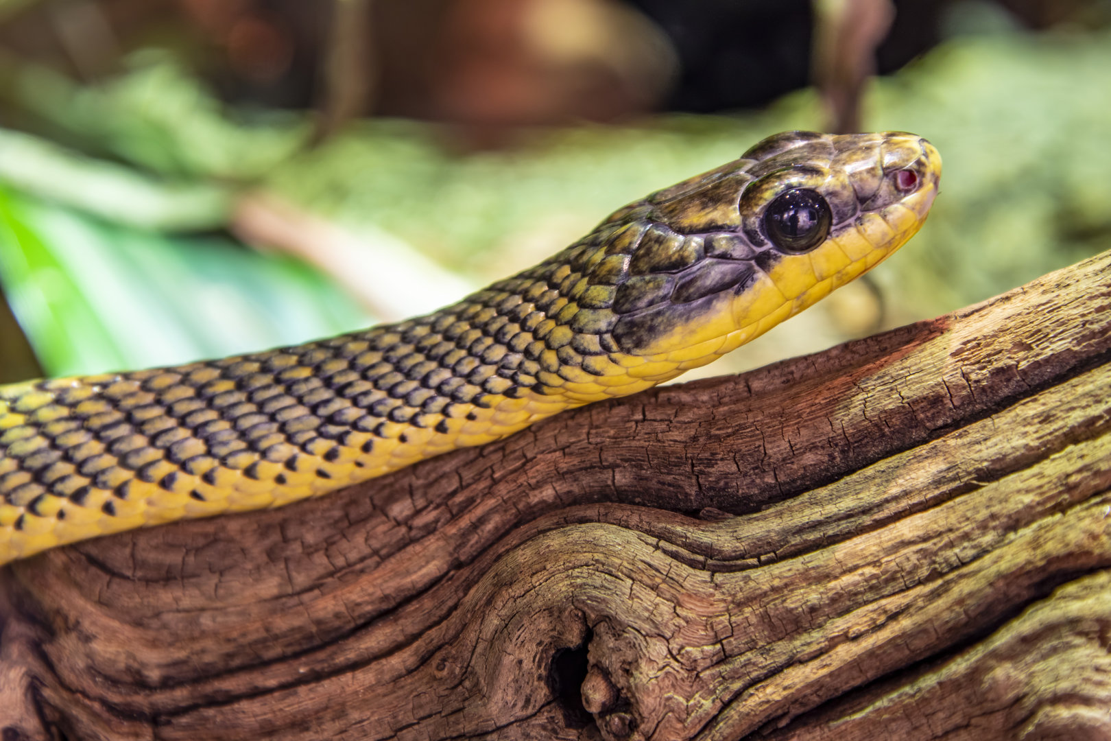neotropitcal bird snake (Phrynonax poecilonotus)