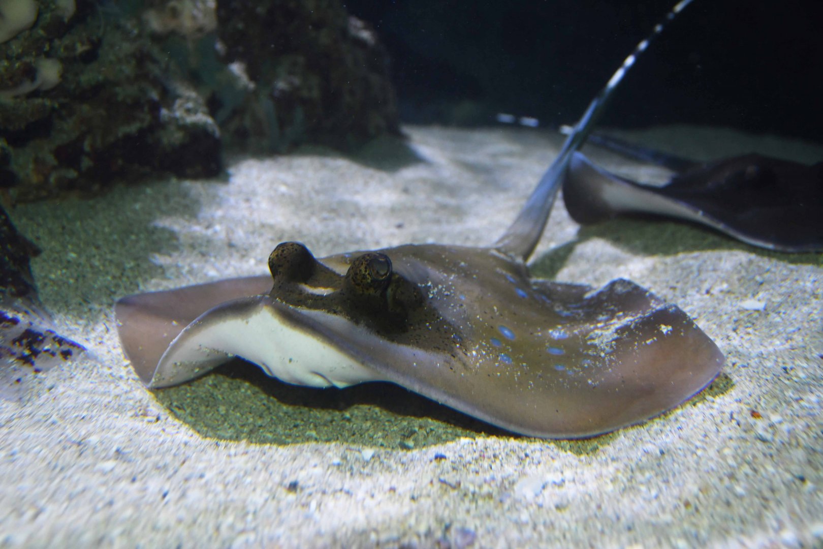 Neotrygon orientalis