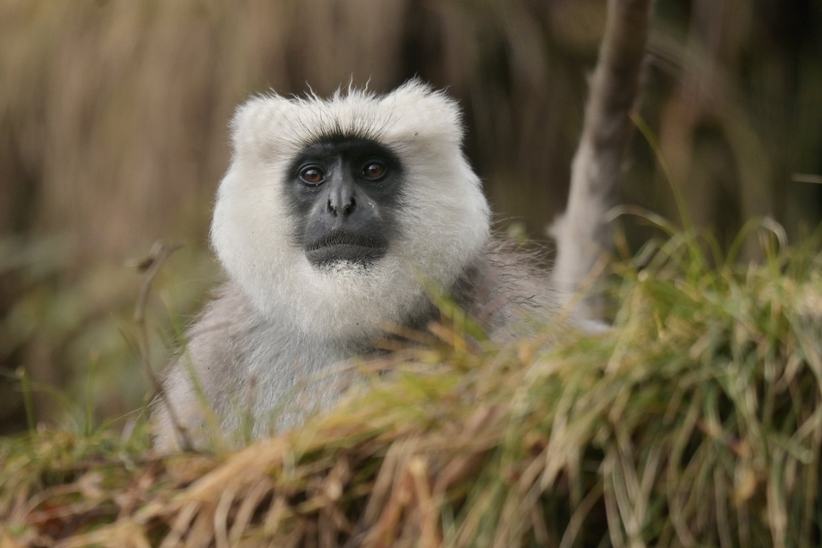 Nepal grey langur Semnopithecus schistaceus