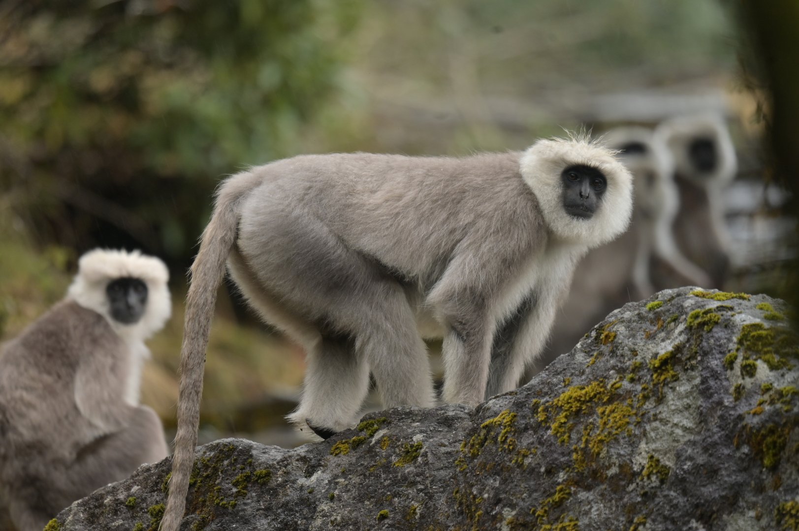 Nepal grey langur Semnopithecus schistaceus