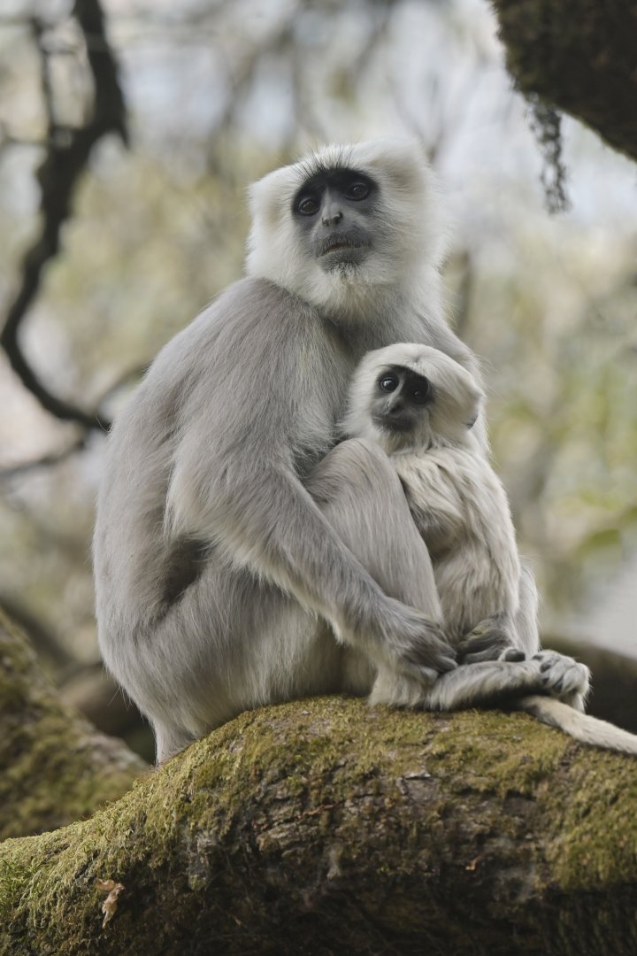 Nepal grey langur Semnopithecus schistaceus