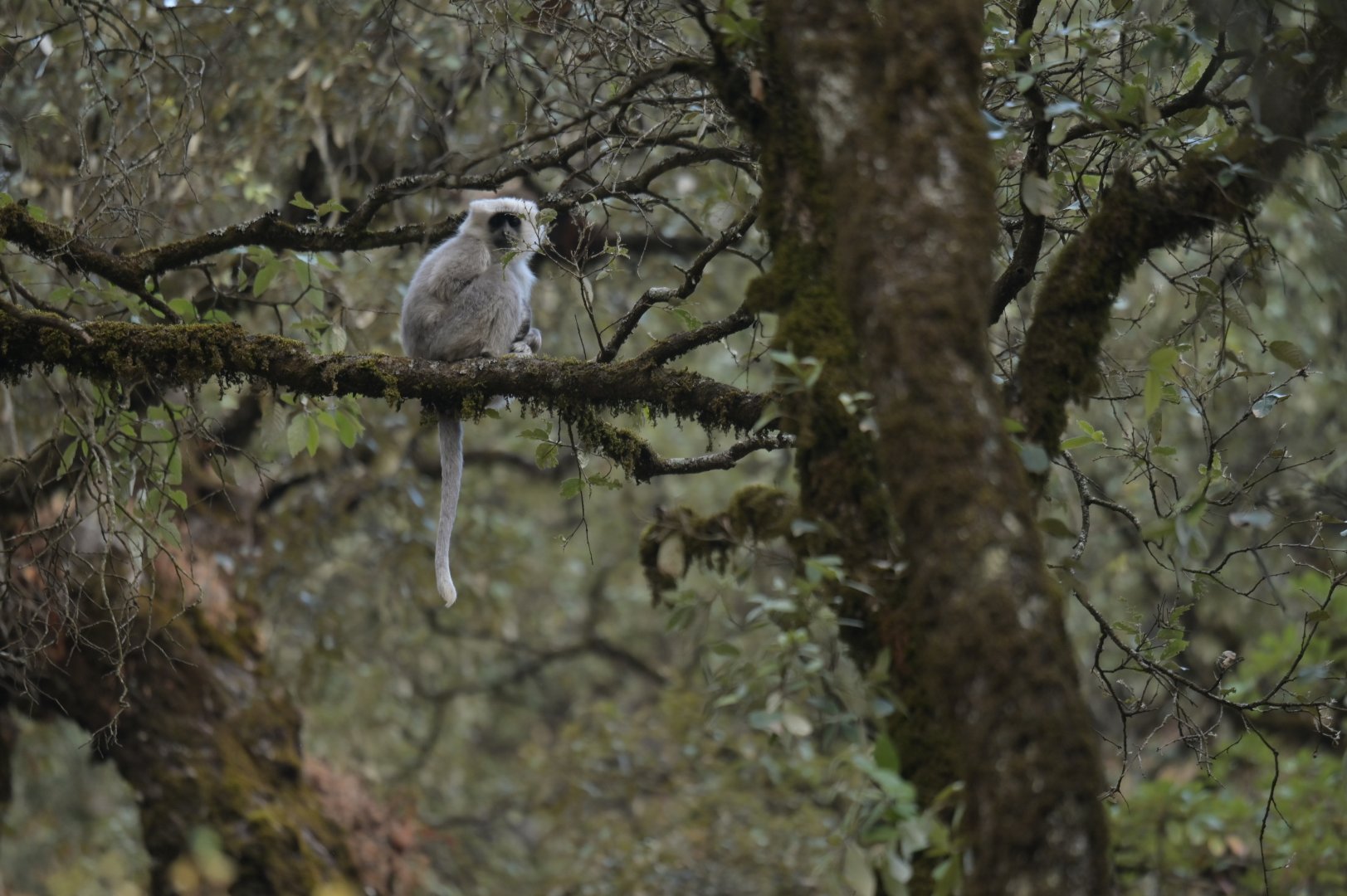 Nepal grey langur Semnopithecus schistaceus