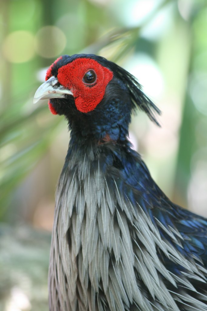 Nepal Kalij Pheasant cock