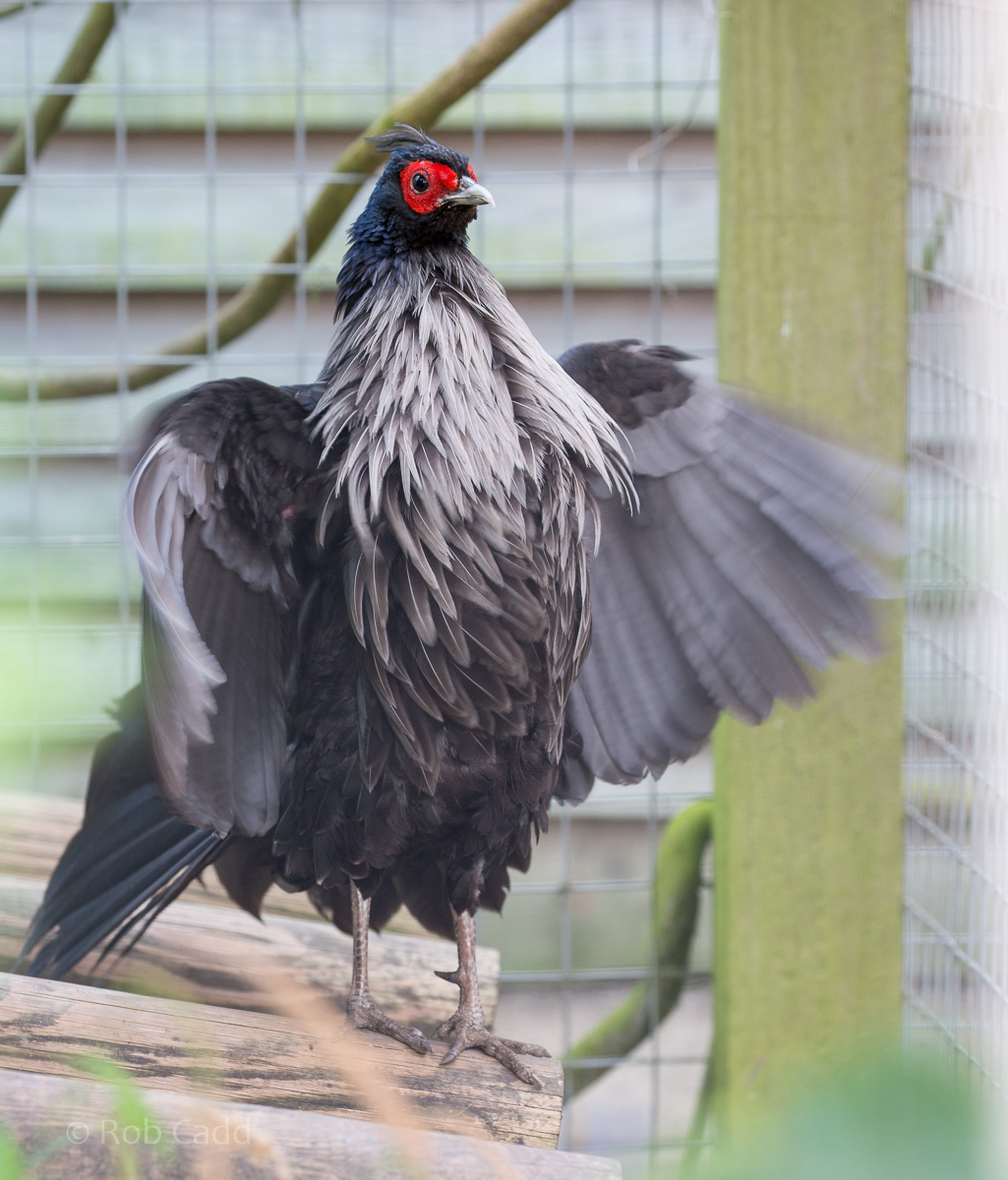 Nepal kalij pheasant : Wingham : 06 May 2017